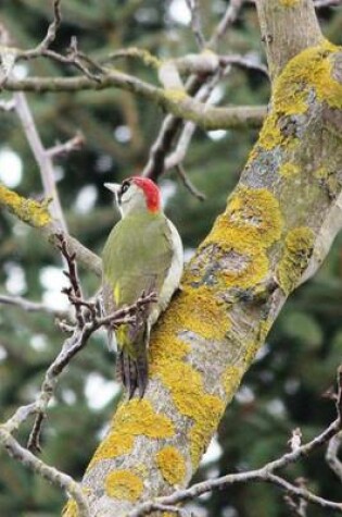 Cover of Green Woodpecker in a Tree, Birds of the World