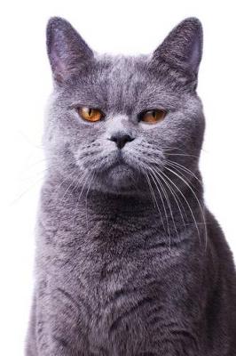 Book cover for Gray or Grey British Shorthair Cat Portrait Journal