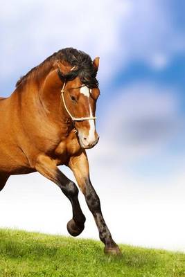 Book cover for A Beautiful Brown Stallion Galloping, for the Love of Horses