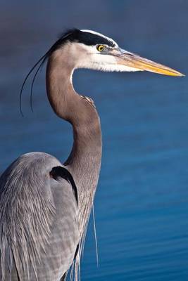 Book cover for Blue Heron at Sea (Birds of the World)