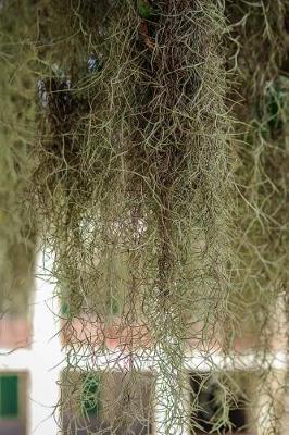 Book cover for Hanging Spanish Moss in Louisiana