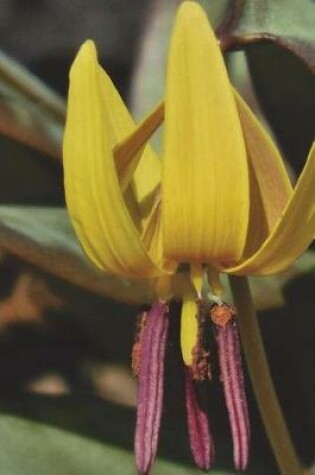 Cover of Wild Erythronium Americanum Yellow Trout Lily Close Up Journal