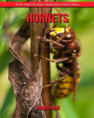 Book cover for Hornets