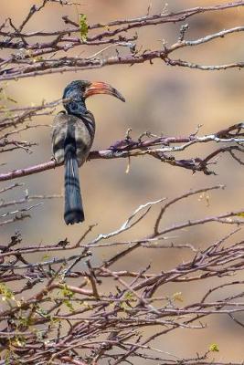 Book cover for Hornbill Bird in the Wild Journal