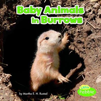 Book cover for Baby Animals in Burrows (Baby Animals and Their Homes)