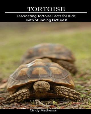 Book cover for Tortoise