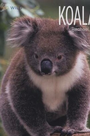 Cover of Koalas