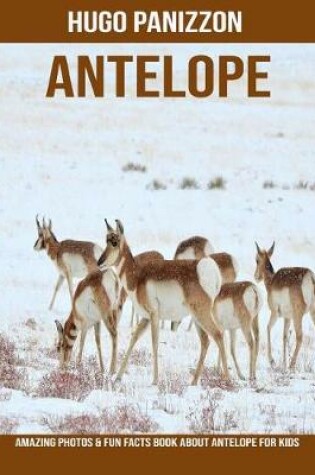 Cover of Antelope