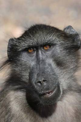 Book cover for Chacma Cape Baboon Old World African Monkey Journal