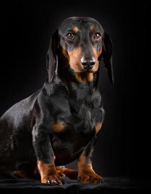 Book cover for Shorthaired Dachshund Notebook