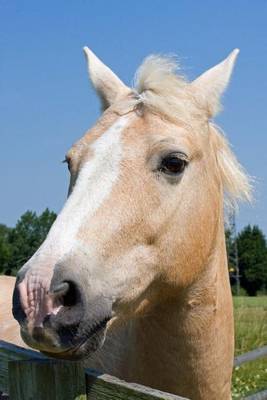 Book cover for Tan Horse Portrait, for the Love of Horses