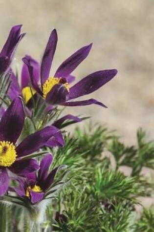 Cover of Pulsatilla Vulgaris Pasque Flowers Blooming in the Garden Journal