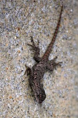 Book cover for Eastern Fence Lizard