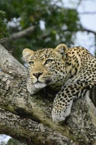 Cover of A Wild Leopard Relaxing In A Tree In Kenya Africa Notebook