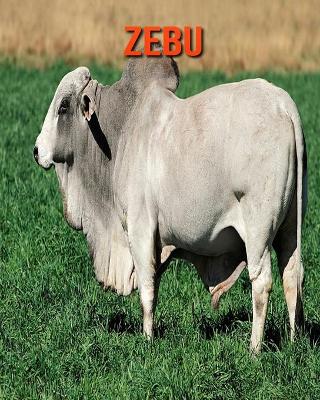 Cover of Zebu