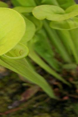 Book cover for 2019 Daily Planner Pretty Trumpet Pitcher Plant 384 Pages