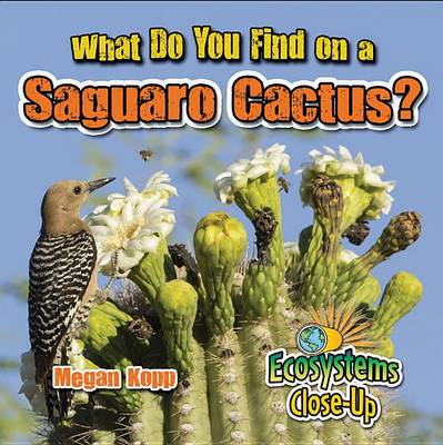 Book cover for What Do You Find on a Saguaro Cactus?