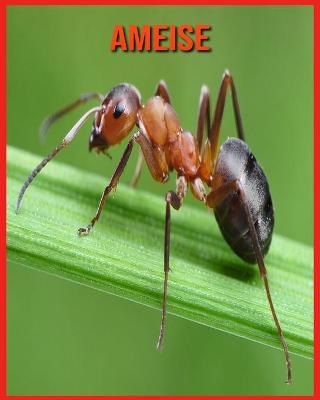 Book cover for Ameise