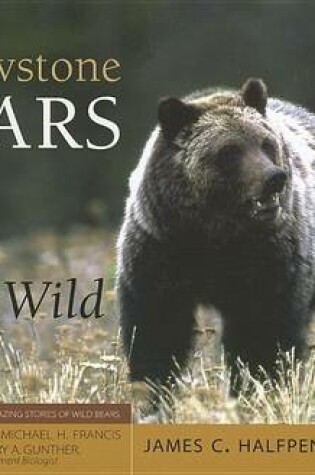 Cover of Yellowstone Bears in the Wild