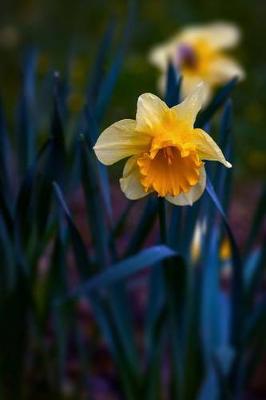 Book cover for Narcissus Daffodils in Spring Time Journal