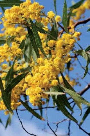 Cover of Silver Wattle Acacia Dealbata Journal