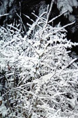 Book cover for Journal Snow Covered Branches