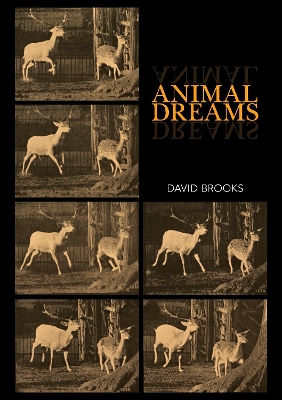 Book cover for Animal Dreams