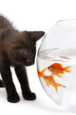 Book cover for A Black Kitten Investigating a Goldfish