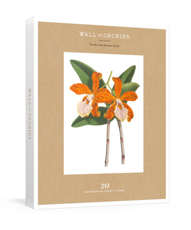 Book cover for Wall of Orchids