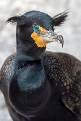 Book cover for Double Crested Cormorant Bird Journal