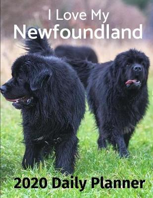 Book cover for I Love My Newfoundland