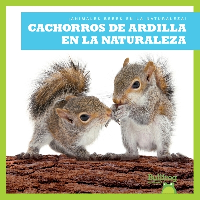 Book cover for Cachorros de Ardilla En La Naturaleza (Squirrel Kits in the Wild)