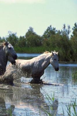 Book cover for Journal Horses Crossing Water Equine