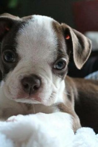 Cover of Tiny Little Boston Terrier Puppy Dog Journal