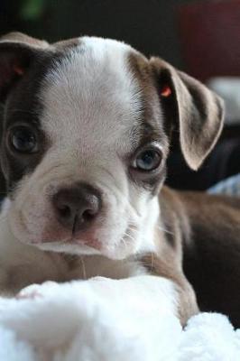 Book cover for Tiny Little Boston Terrier Puppy Dog Journal