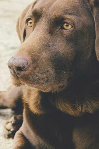 Cover of Chocolate Labrador Notebook