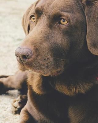 Book cover for Chocolate Labrador Notebook