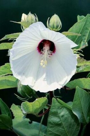 Cover of White Hibiscus Flower Journal