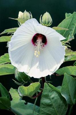 Book cover for White Hibiscus Flower Journal