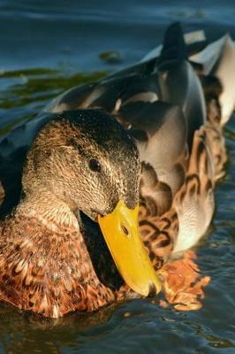 Book cover for Female Mallard Duck on the Water Journal