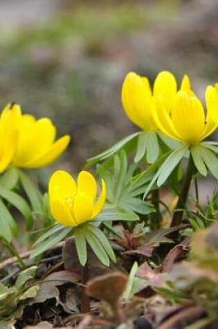 Cover of Yellow Winter Aconite Blooming, for the Love of Flowers