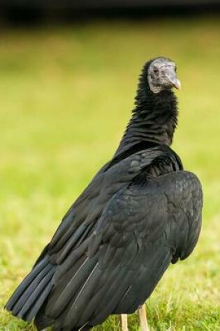 Cover of A Black Vulture on the Ground (Birds of the World)