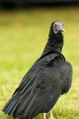 Book cover for A Black Vulture on the Ground (Birds of the World)