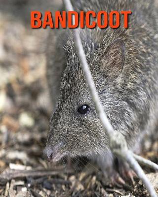 Book cover for Bandicoot