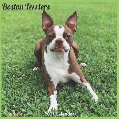 Book cover for Boston Terriers 2021 Calendar