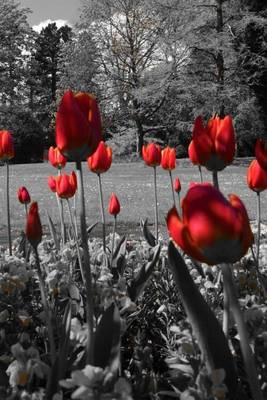 Book cover for Mind Blowing Red BW Tulips Journal