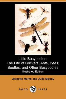 Book cover for Little Busybodies