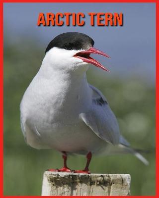 Book cover for Arctic Tern