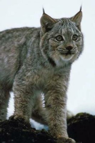 Cover of Journal Lynx Prowls In Snow