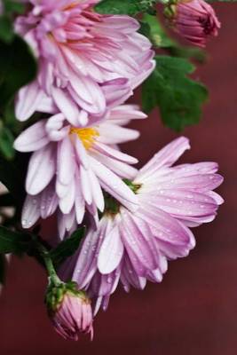 Book cover for Lilac Chrysanthemum Flower Journal